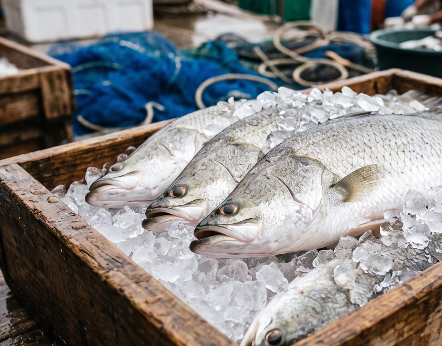 嚴選鮮魚